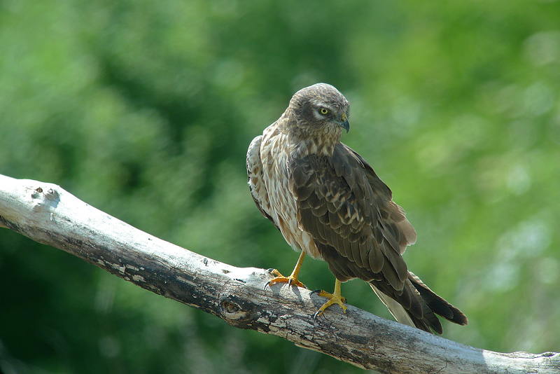 Albanella minore femmina in Digiscoping